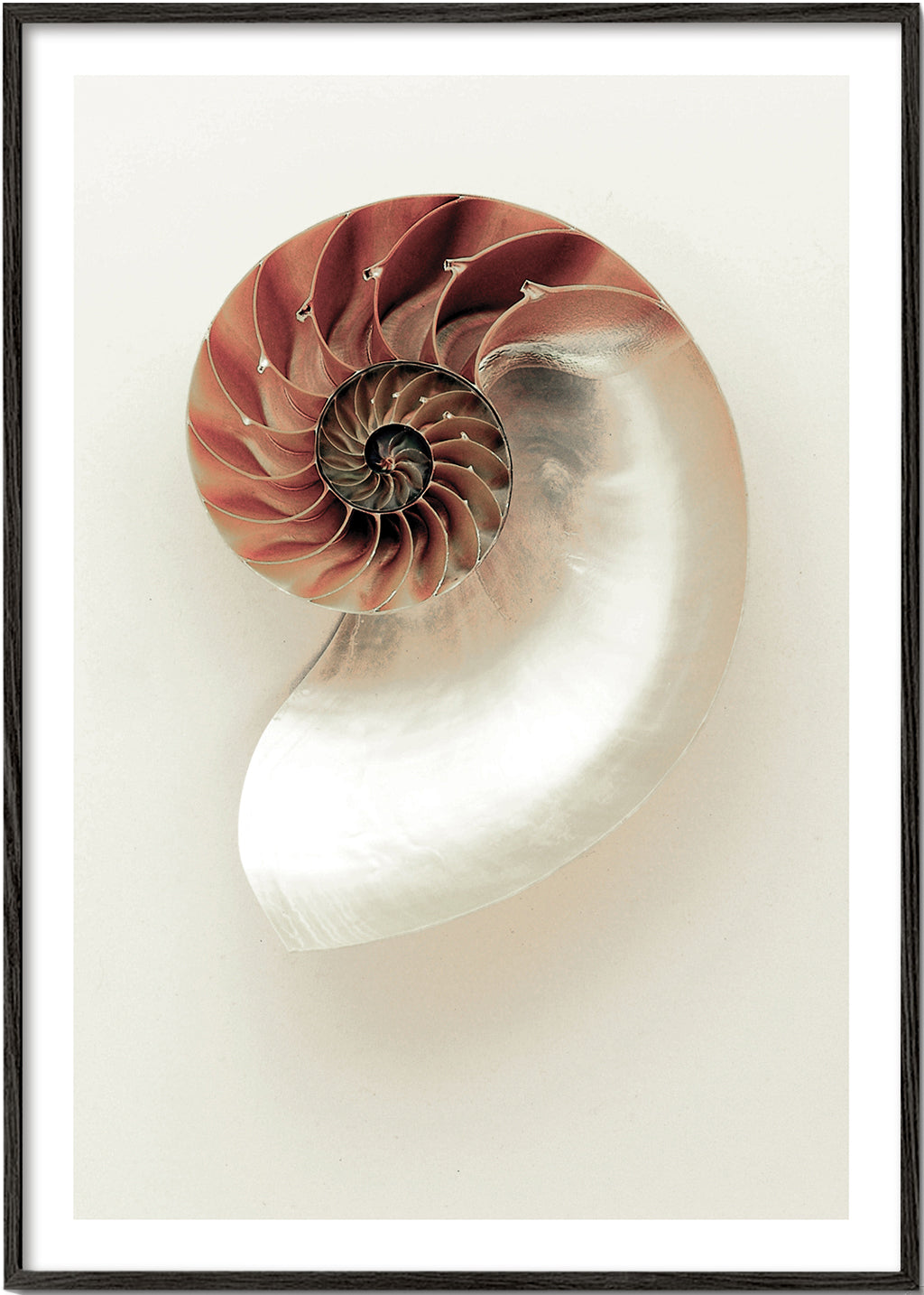 Fotografie nautilusové spirály