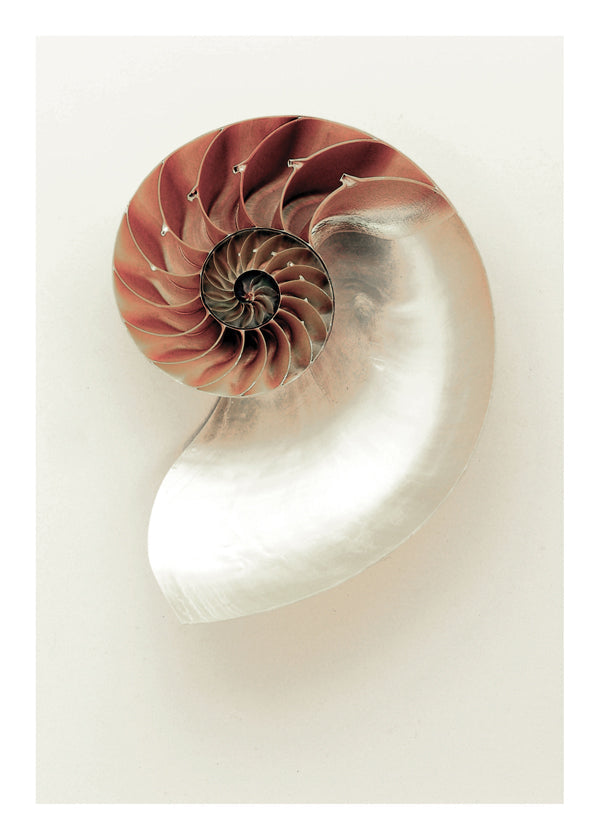 Fotografie nautilusové spirály