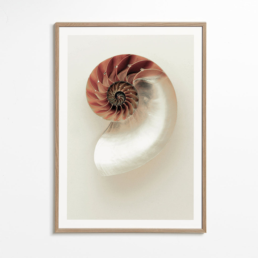 Fotografie nautilusové spirály