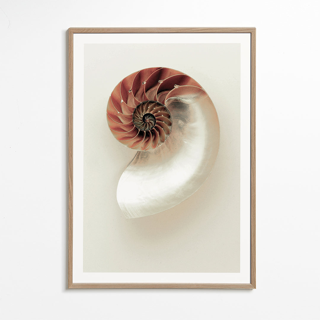 Fotografie nautilusové spirály