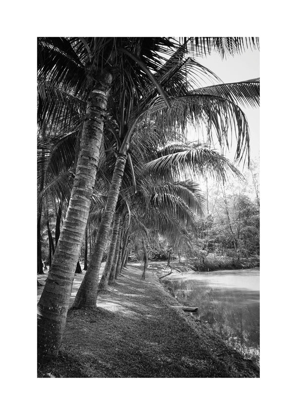 Vertikální krajina s palmami — fotografie