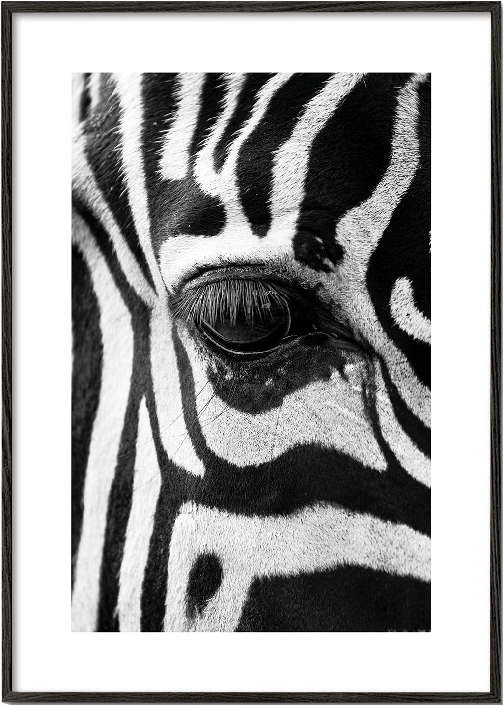 Obraz zebra v detailu