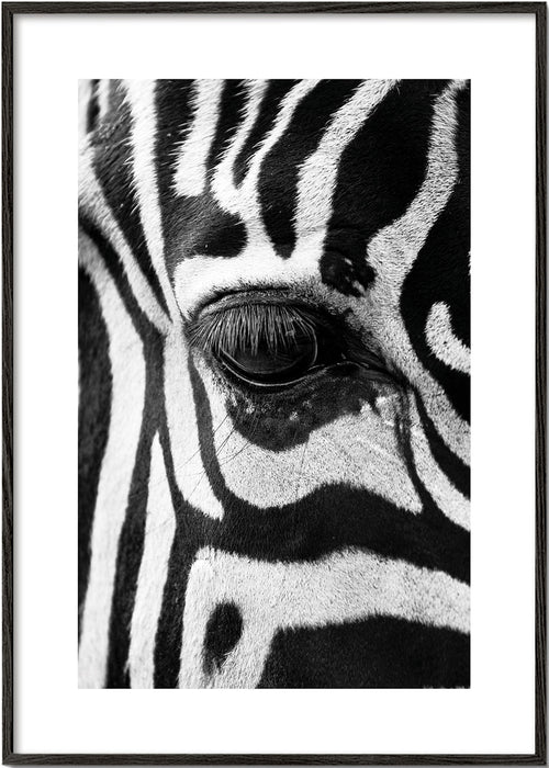Obraz zebra v detailu