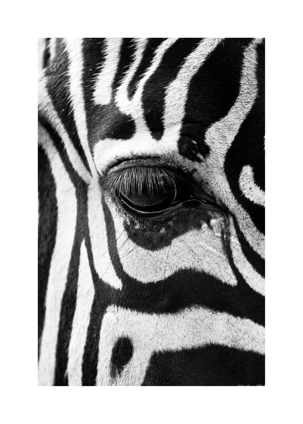 Obraz zebra v detailu