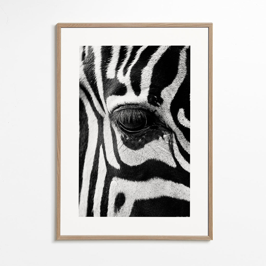 Obraz zebra v detailu