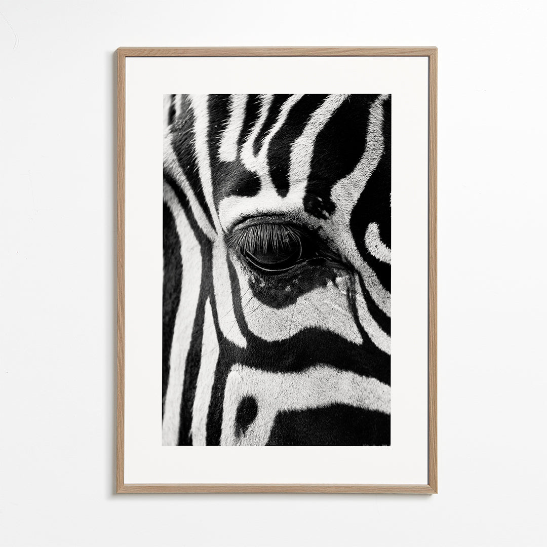 Obraz zebra v detailu