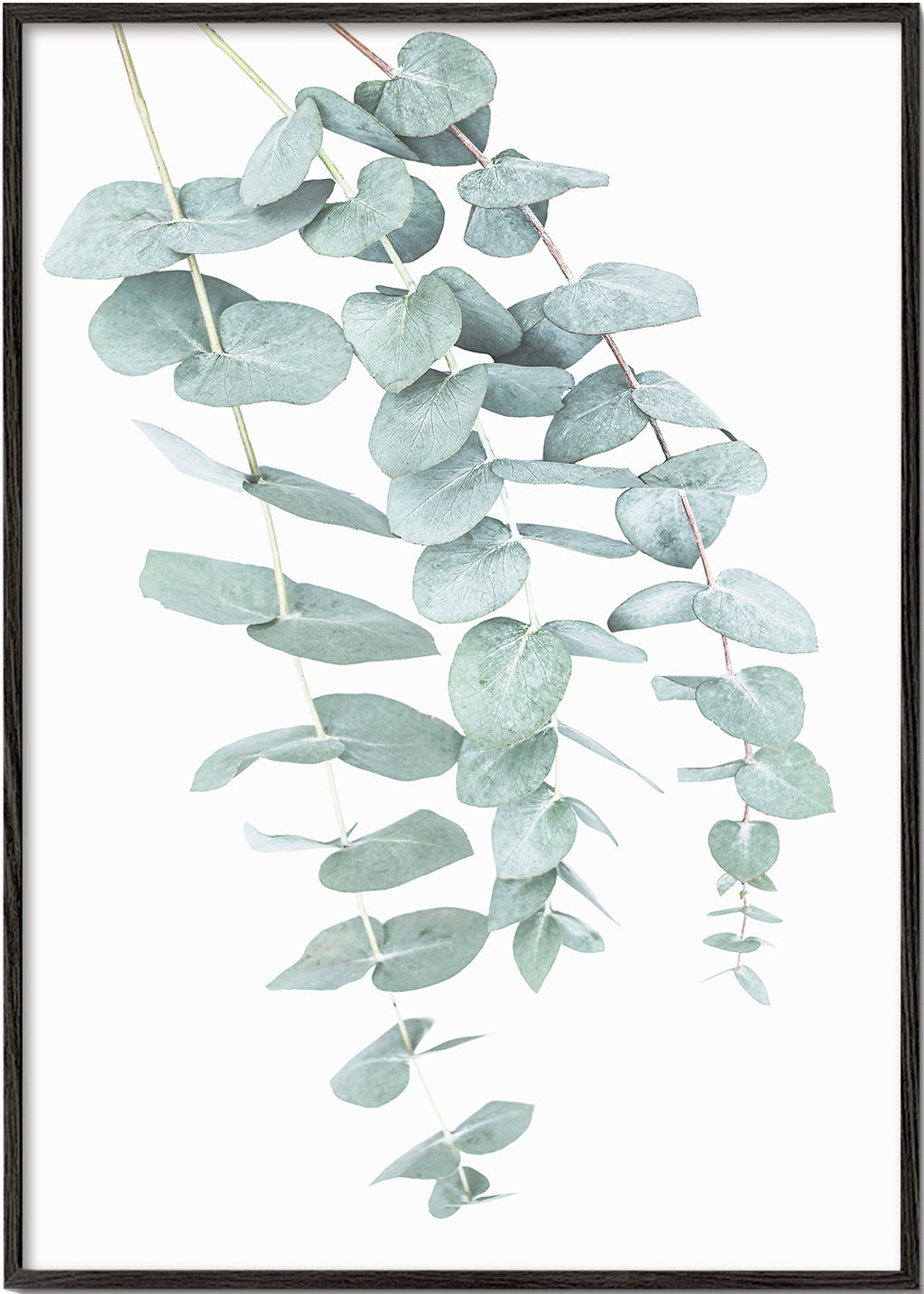 Botanický plakát s visícími větvemi eukalyptu