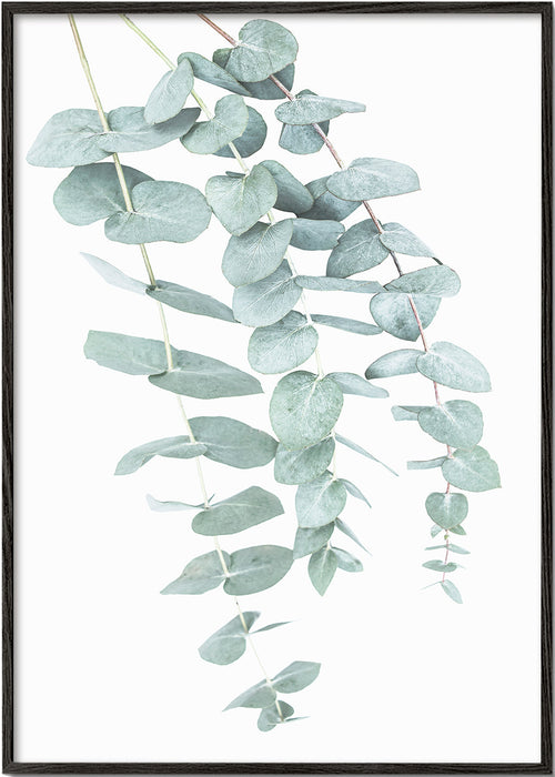 Botanický plakát s visícími větvemi eukalyptu