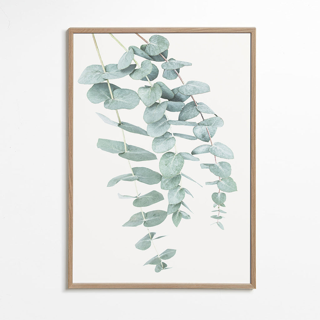Botanický plakát s visícími větvemi eukalyptu