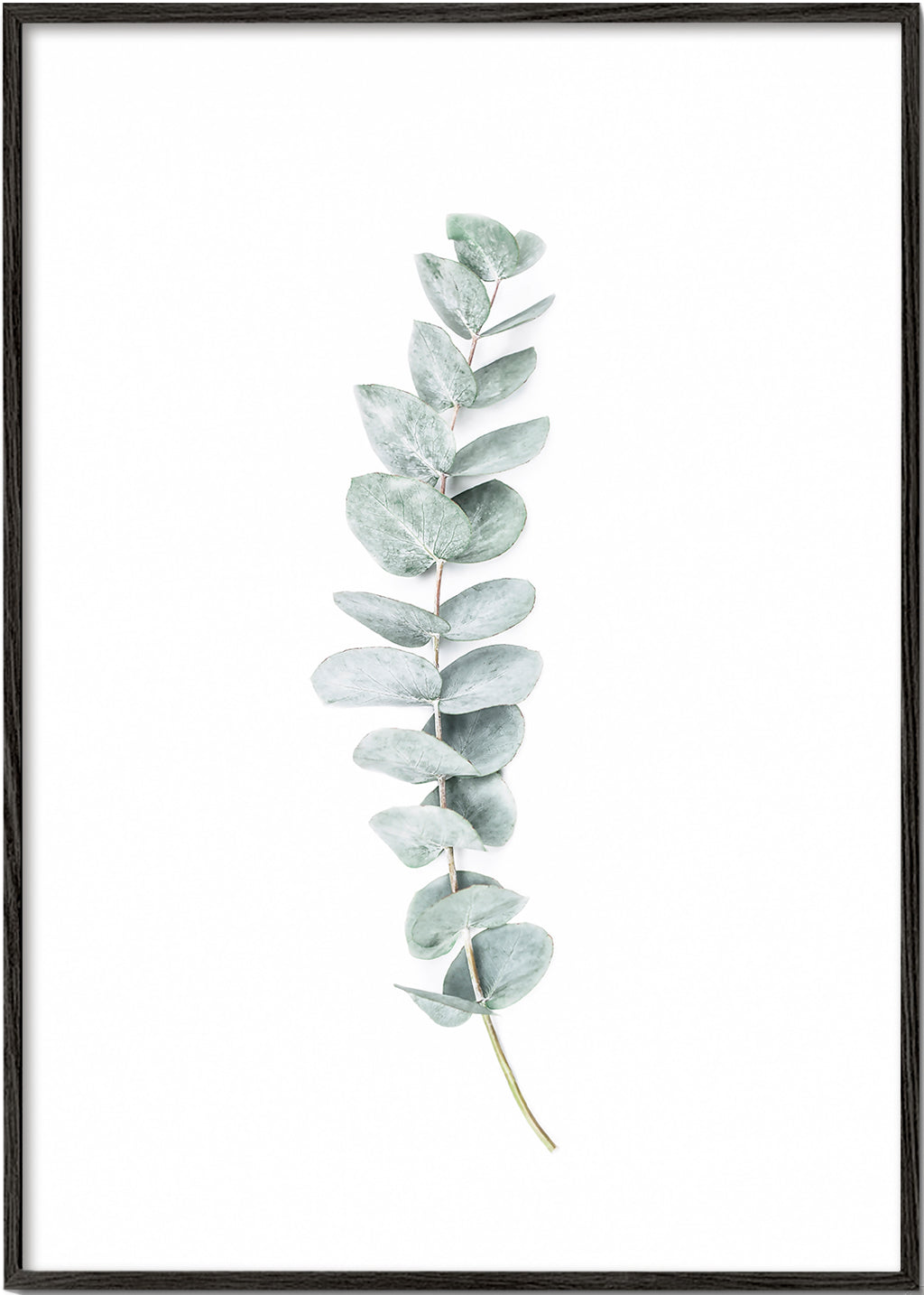 Botanický plakát: minimalistická větvička eukalyptu