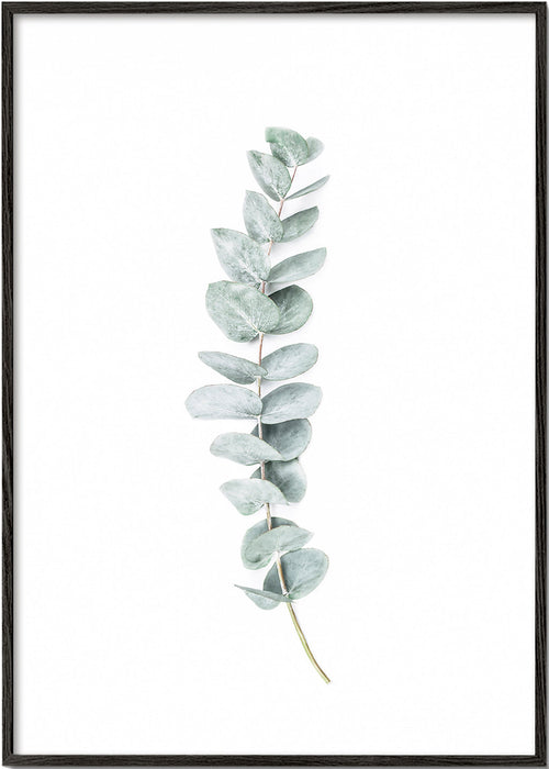Botanický plakát: minimalistická větvička eukalyptu