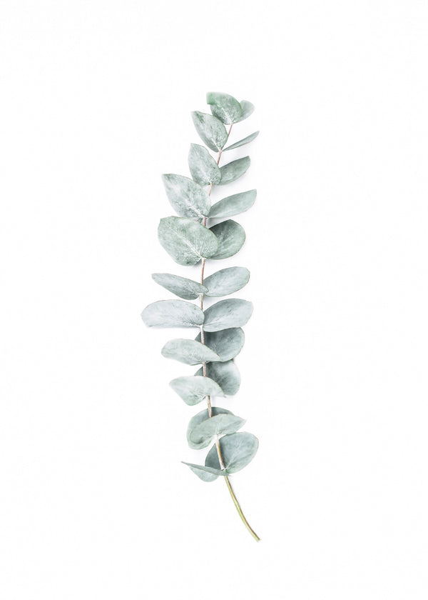 Botanický plakát: minimalistická větvička eukalyptu