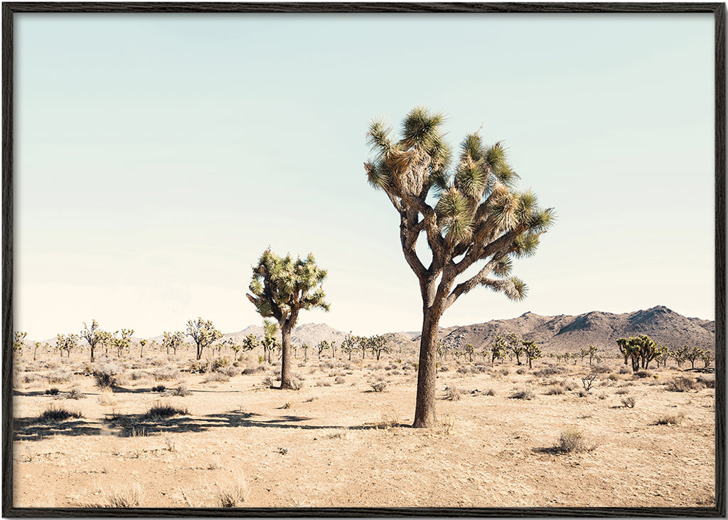Obraz krajiny s Joshua tree