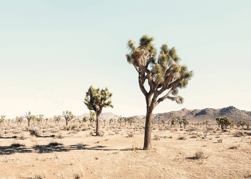 Obraz krajiny s Joshua tree