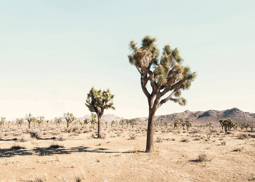 Obraz krajiny s Joshua tree