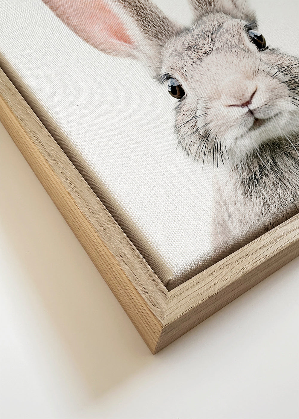 Obraz zajíce minimalistický záběr