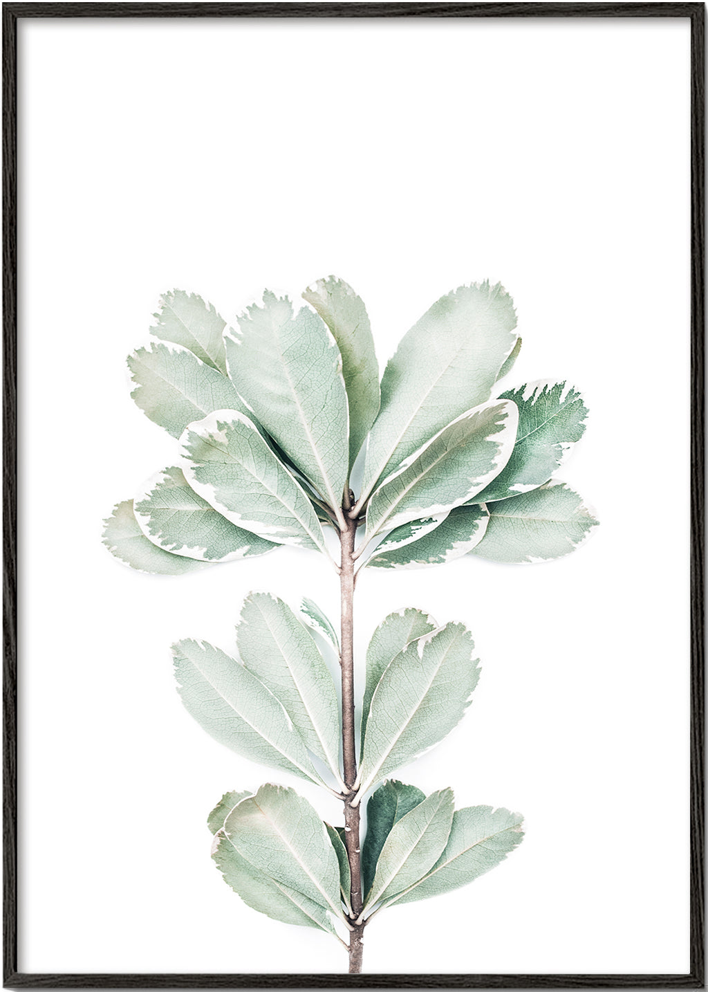 Botanický plakát s izolovanou větvičkou
