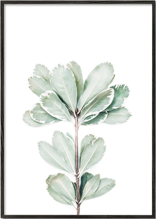 Botanický plakát s izolovanou větvičkou
