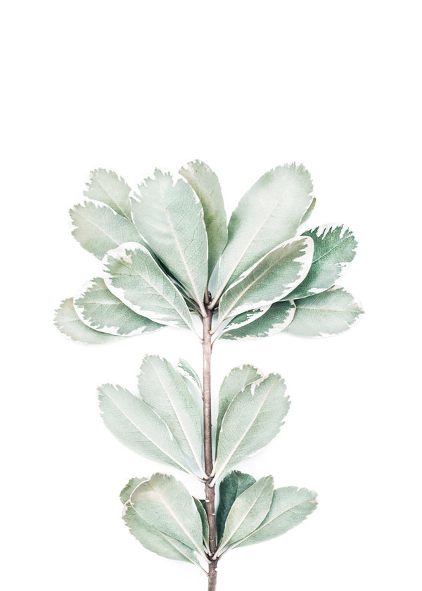 Botanický plakát s izolovanou větvičkou