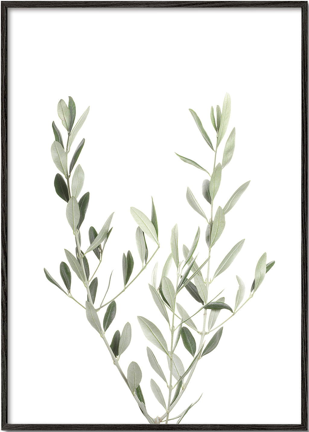 Botanický plakát olivová větvička minimal