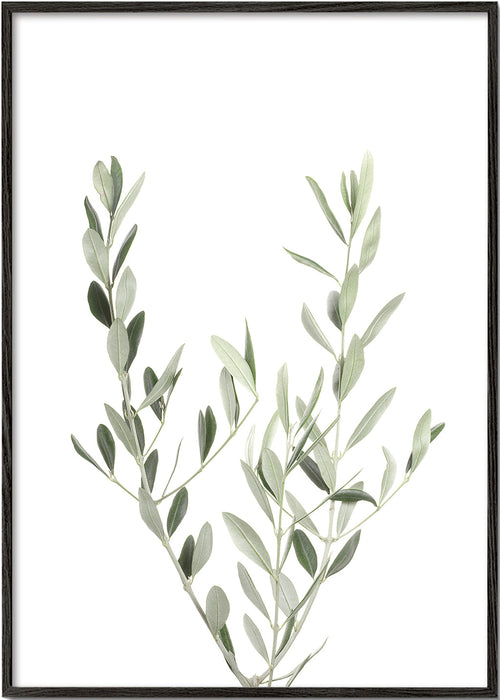 Botanický plakát olivová větvička minimal