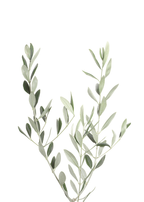 Botanický plakát olivová větvička minimal