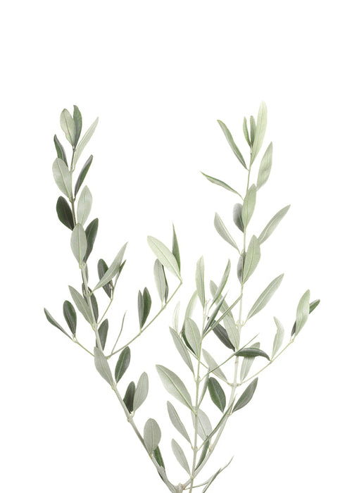 Botanický plakát olivová větvička minimal