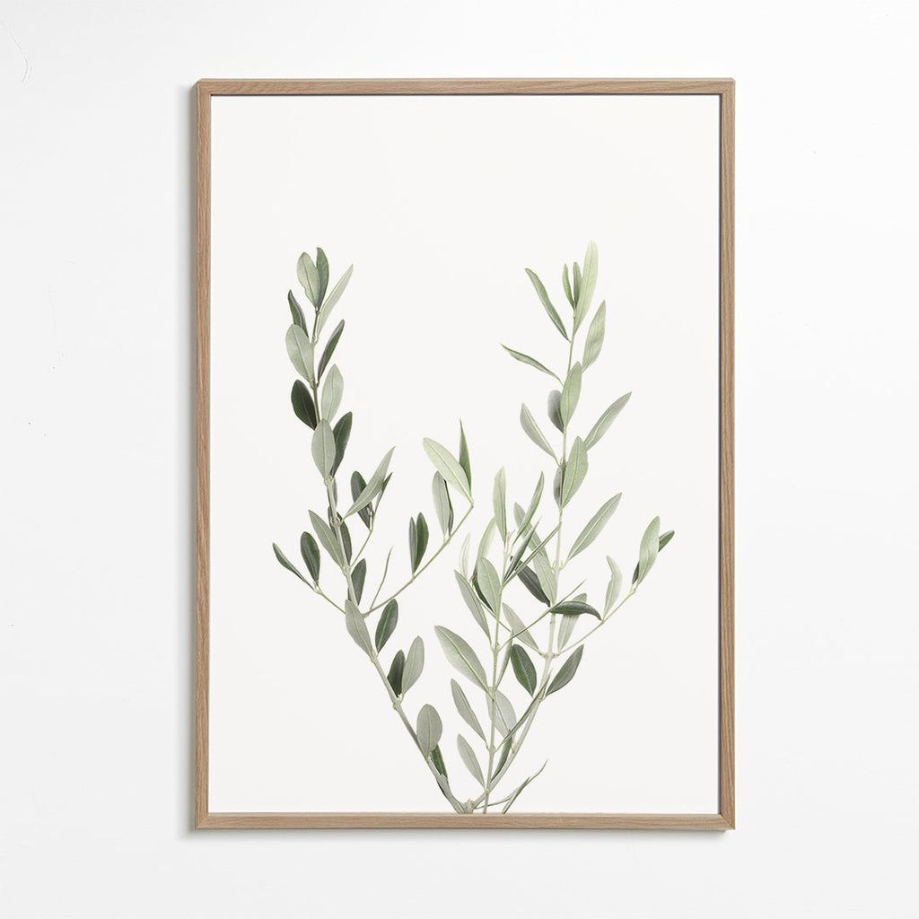 Botanický plakát olivová větvička minimal