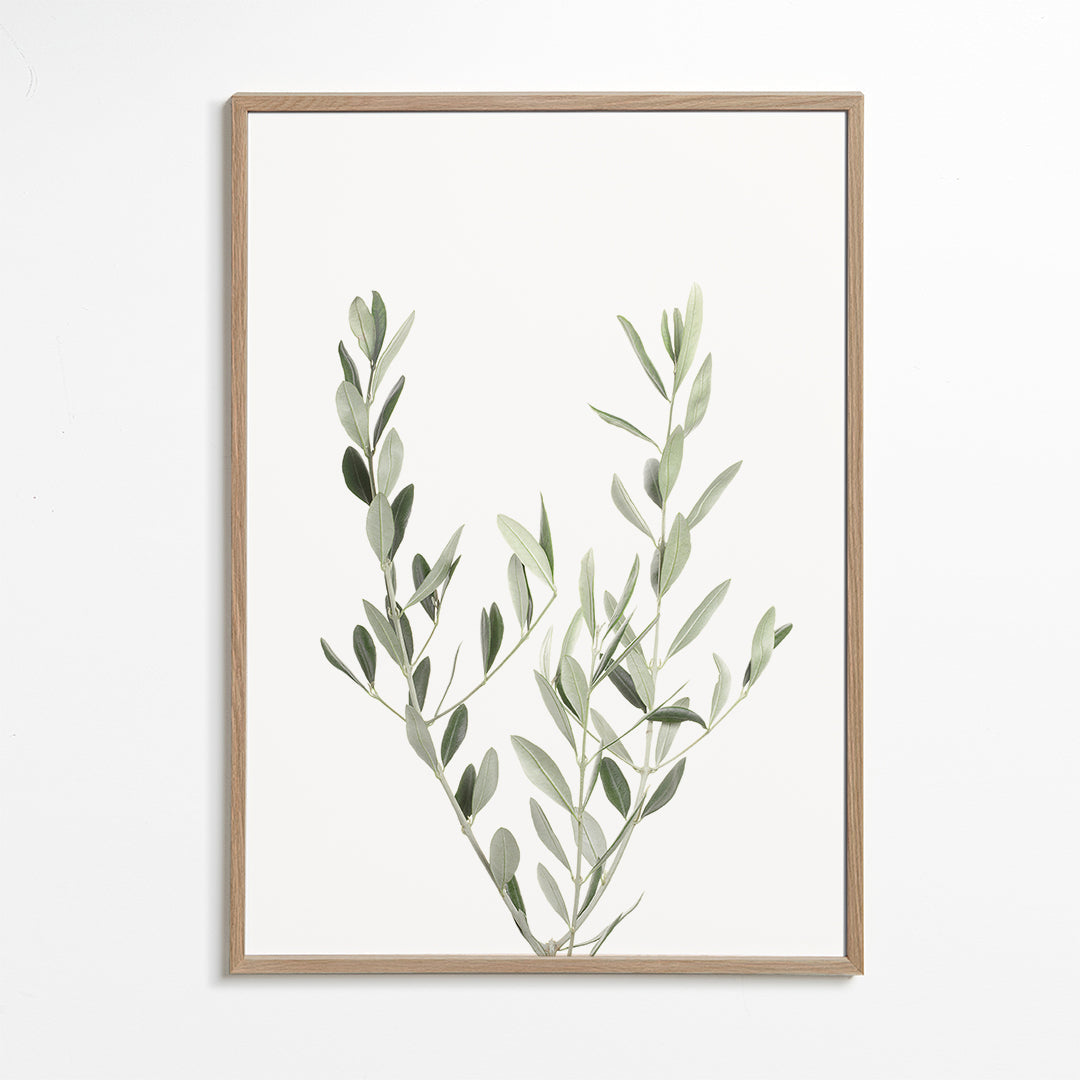 Botanický plakát olivová větvička minimal