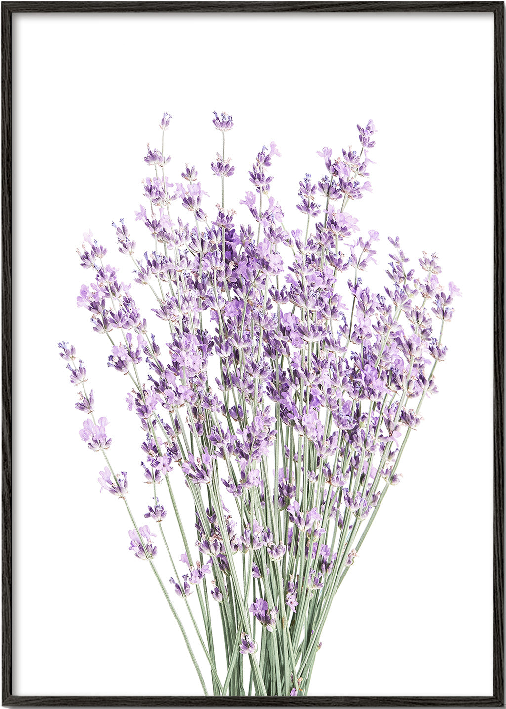 Botanický plakát: kytice levandule