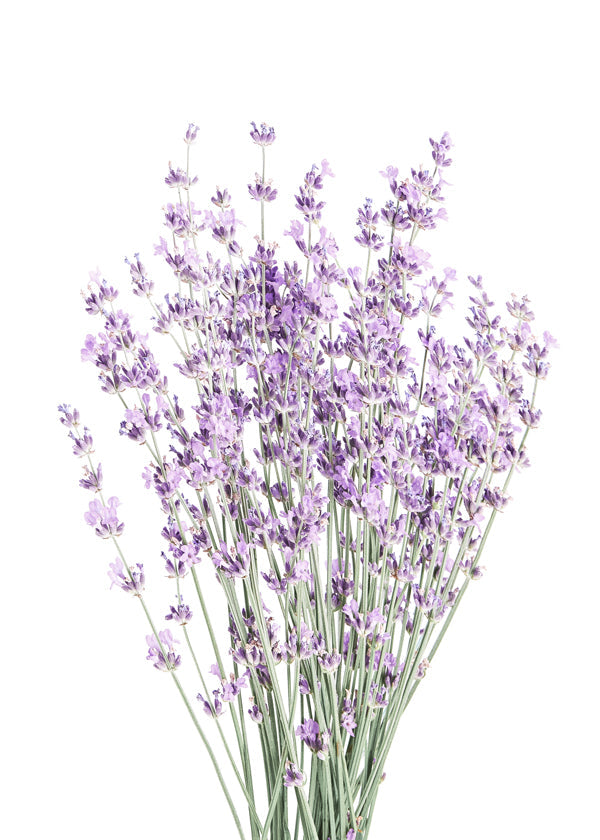 Botanický plakát: kytice levandule