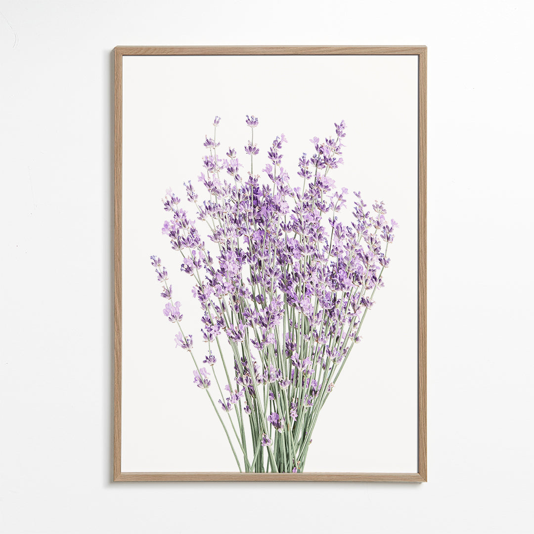 Botanický plakát: kytice levandule