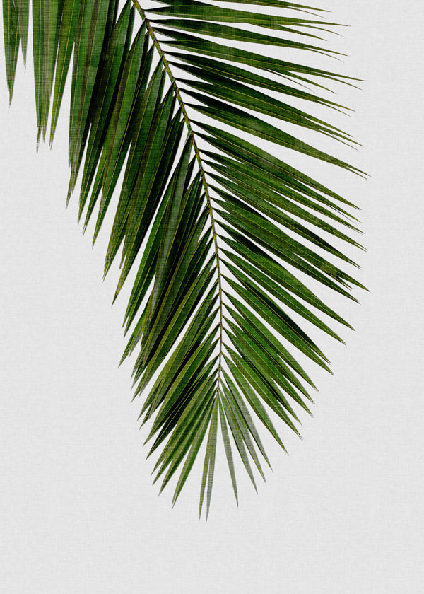 Botanický plakát: vertikální palmový list
