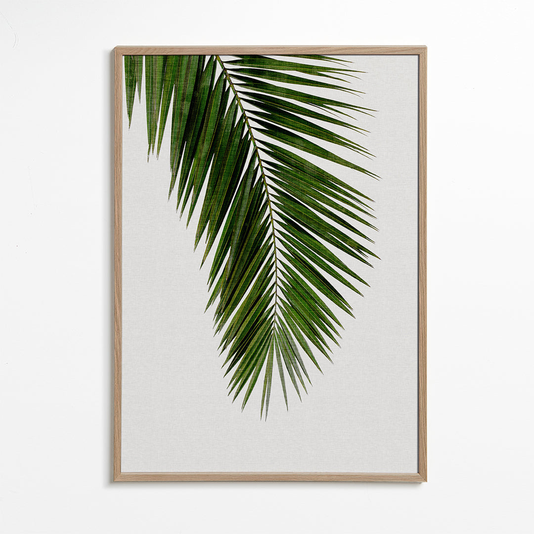 Botanický plakát: vertikální palmový list