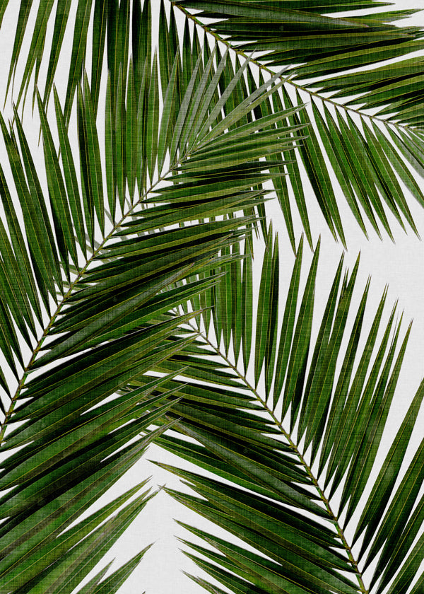 Botanický plakát palmové listy