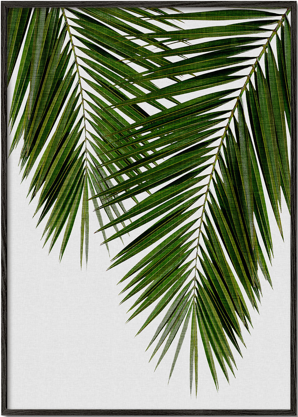 Botanický plakát palmový list