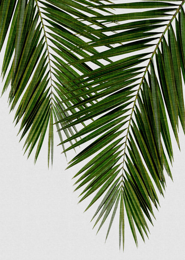 Botanický plakát palmový list