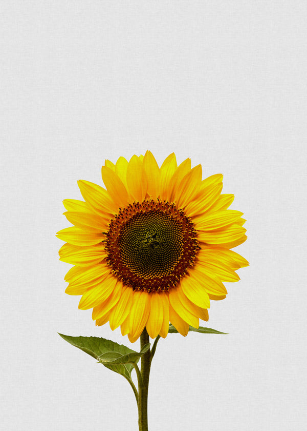 Botanický plakát: izolovaná slunečnice