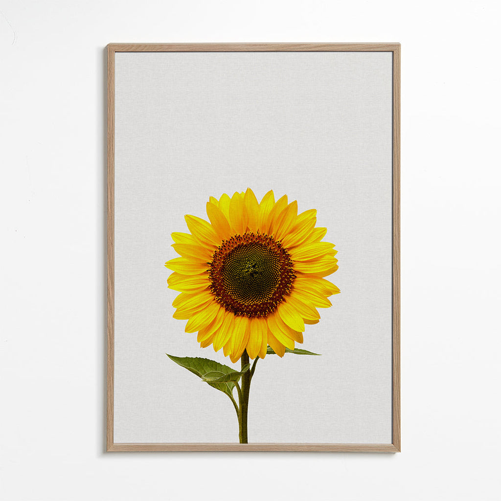 Botanický plakát: izolovaná slunečnice