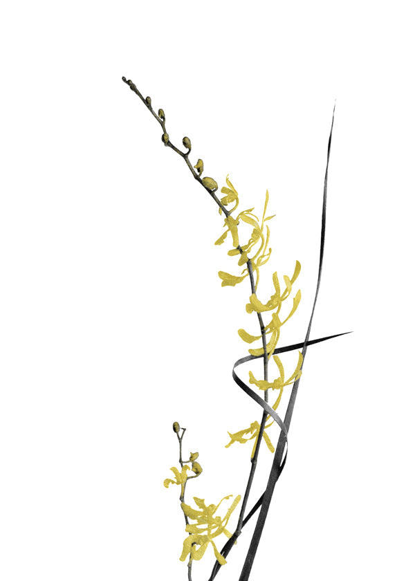 Botanický plakát: žlutá orchidej minimal
