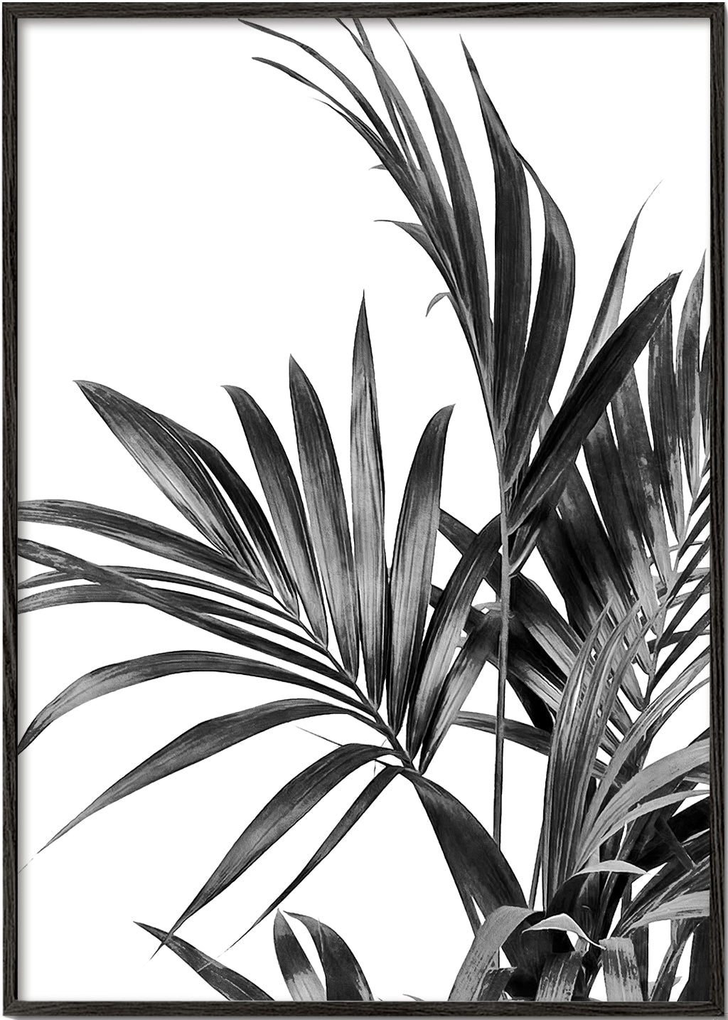 Botanický plakát palma černobílý