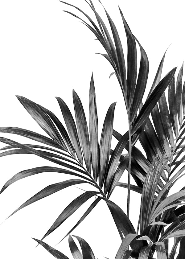 Botanický plakát palma černobílý