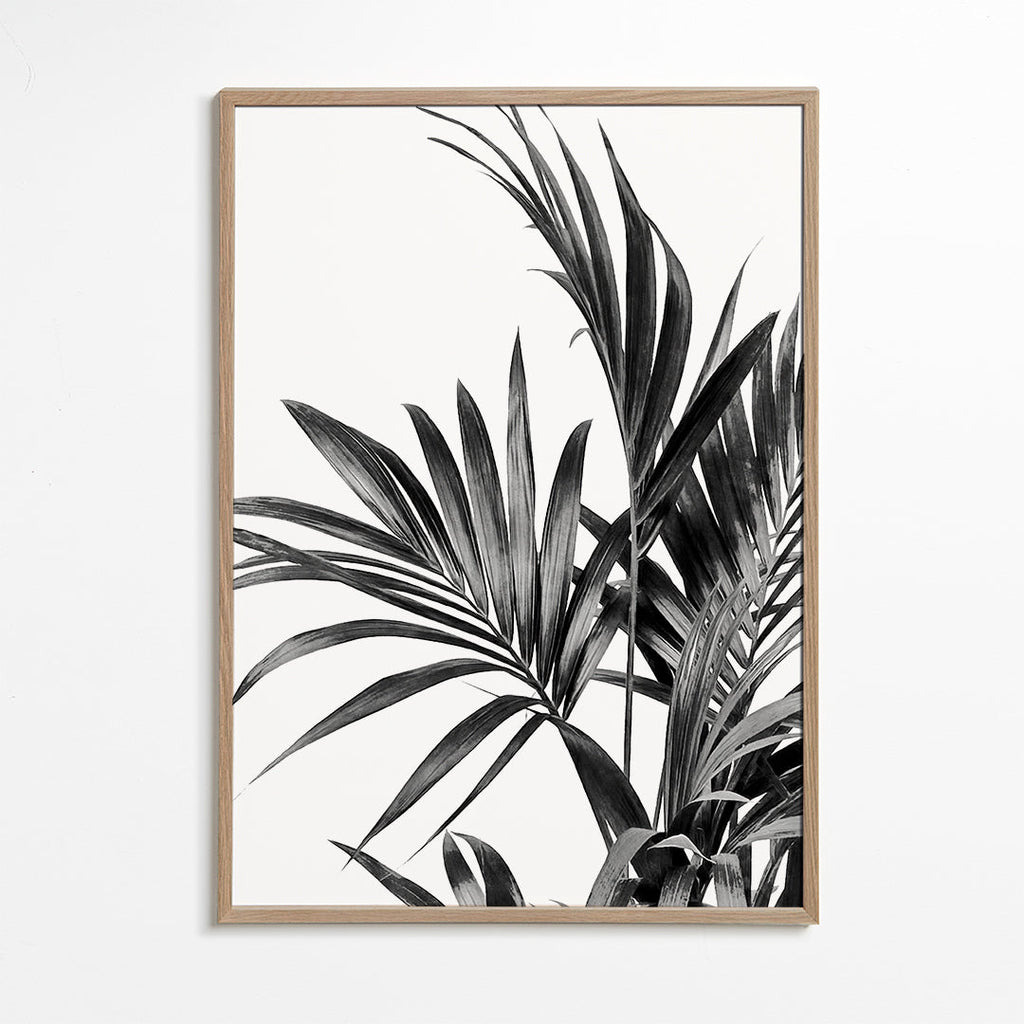 Botanický plakát palma černobílý