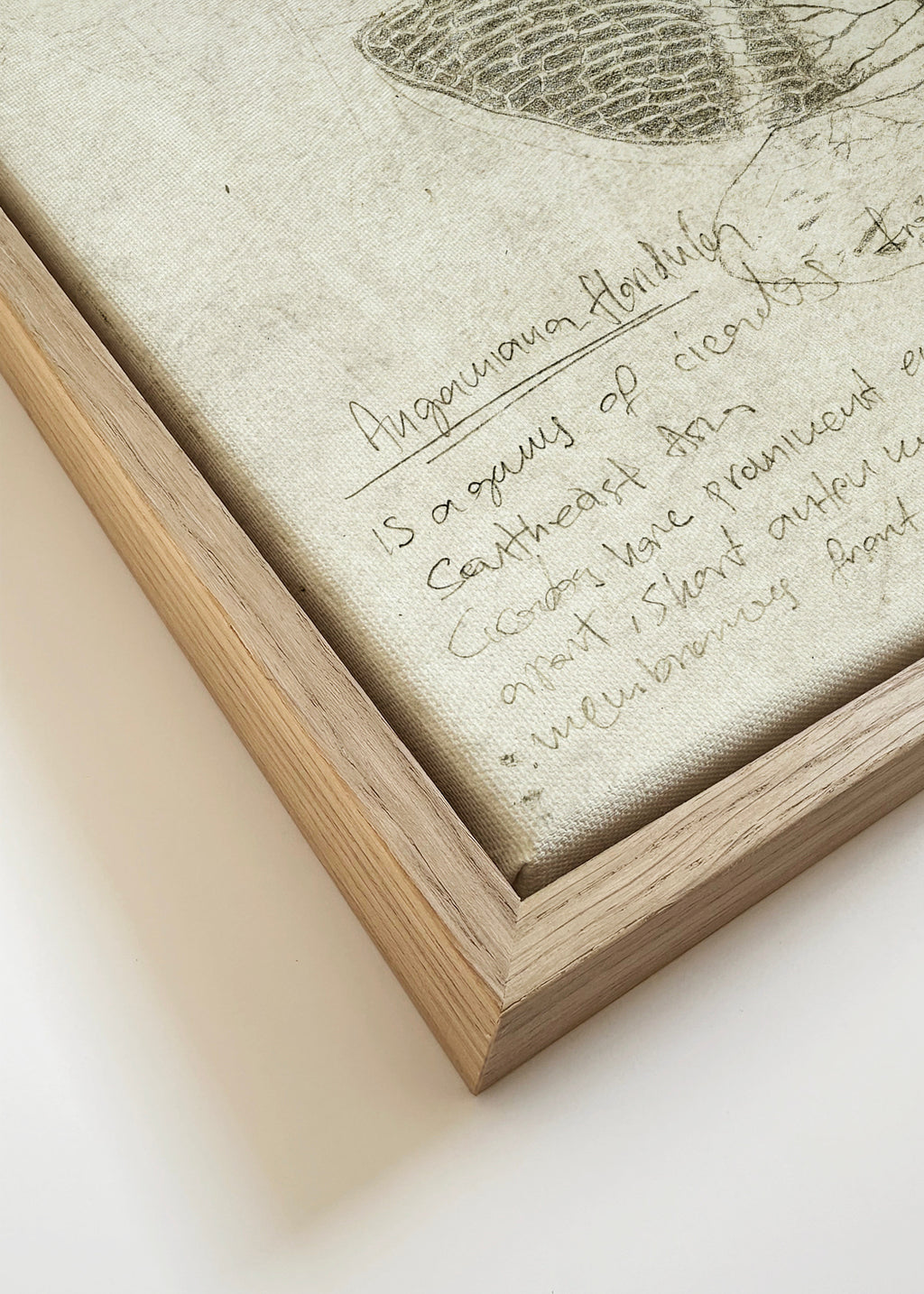 Insects - Framed canvas detail