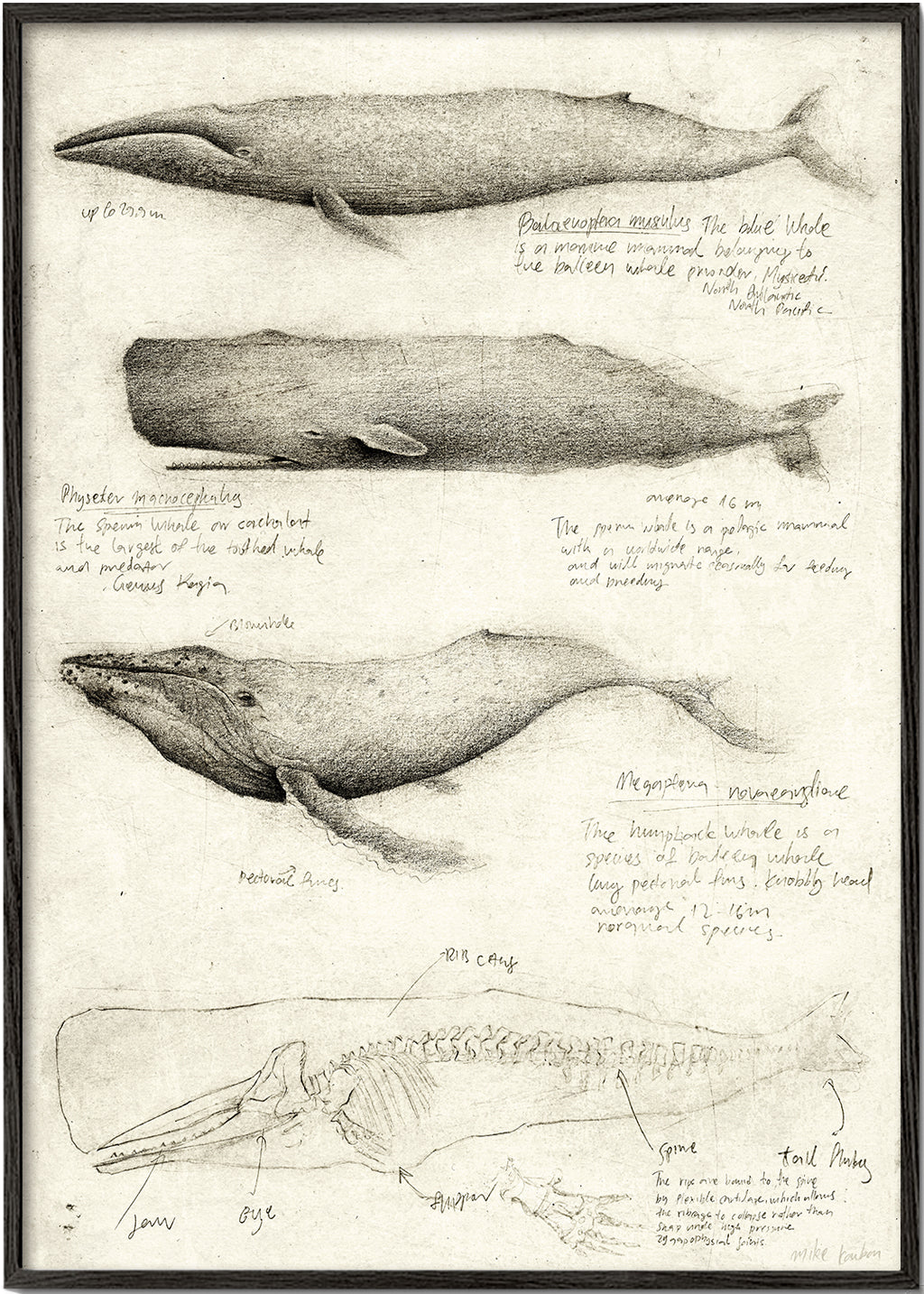 Obraz: anatomická skica velryby