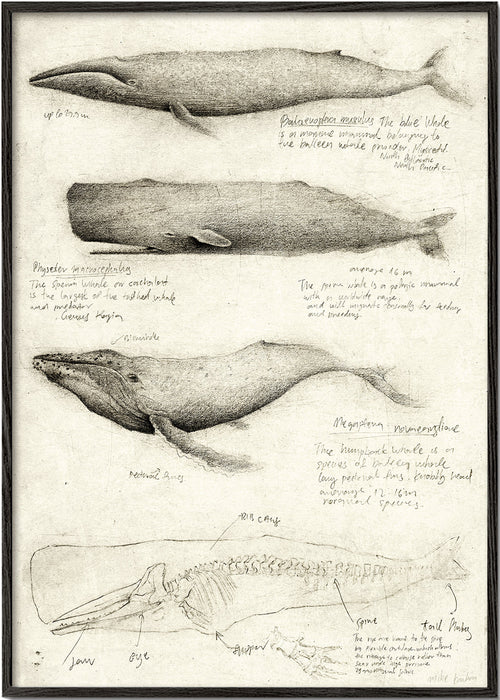 Obraz: anatomická skica velryby