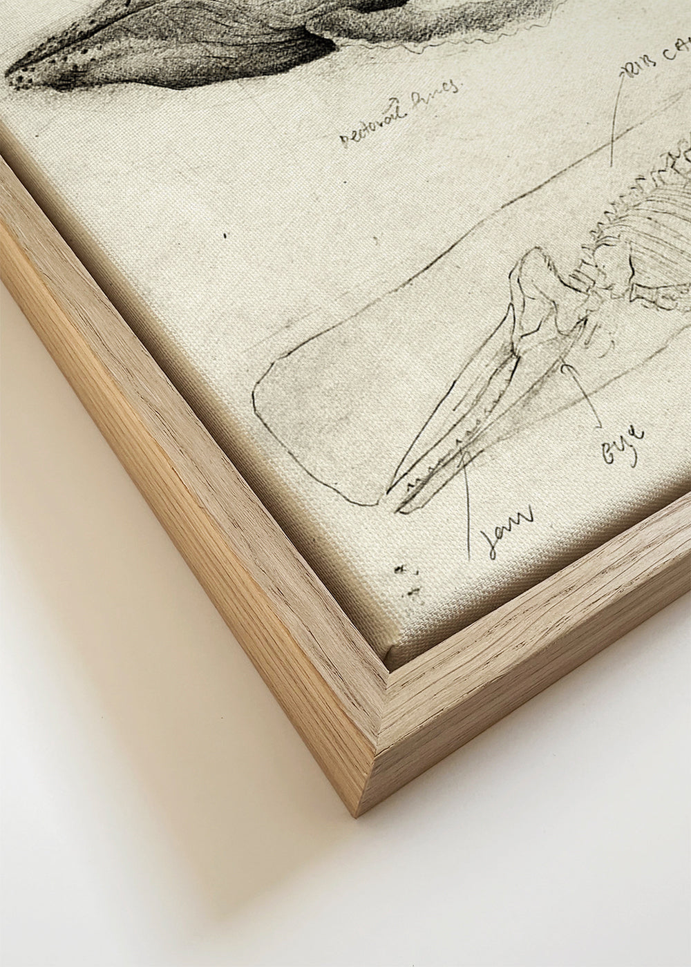 Obraz: anatomická skica velryby