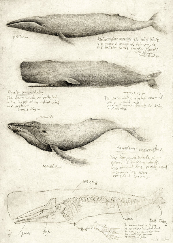 Obraz: anatomická skica velryby