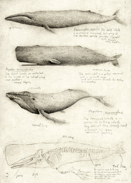 Obraz: anatomická skica velryby