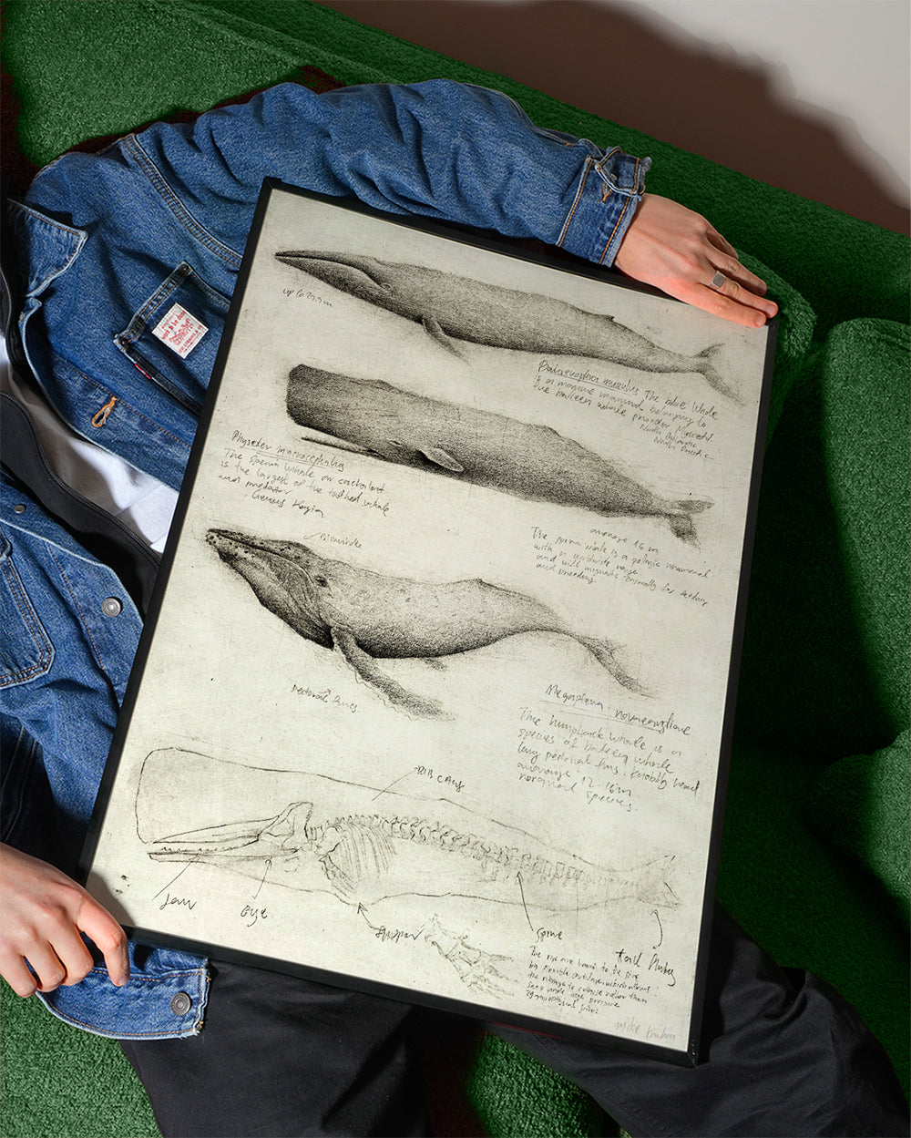 Obraz: anatomická skica velryby